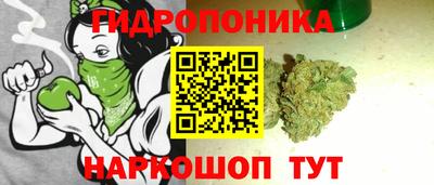 шишки Новодвинск